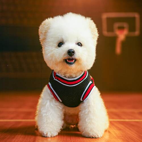 33031973狗狗夏季衣泰迪心比熊夏装小背透型犬宠物博美幼犬服猫咪