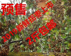 【鸡爪果图片】鸡爪果图片大全