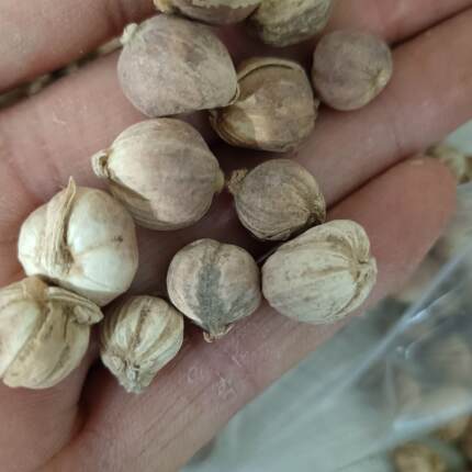 正宗陕西野生中药材白豆蔻500克无硫白扣子玉果香料调料农家自产