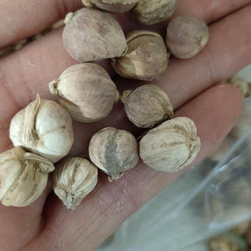 正宗陕西野生中药材白豆蔻500克无硫白扣子玉果香料调料农家自产