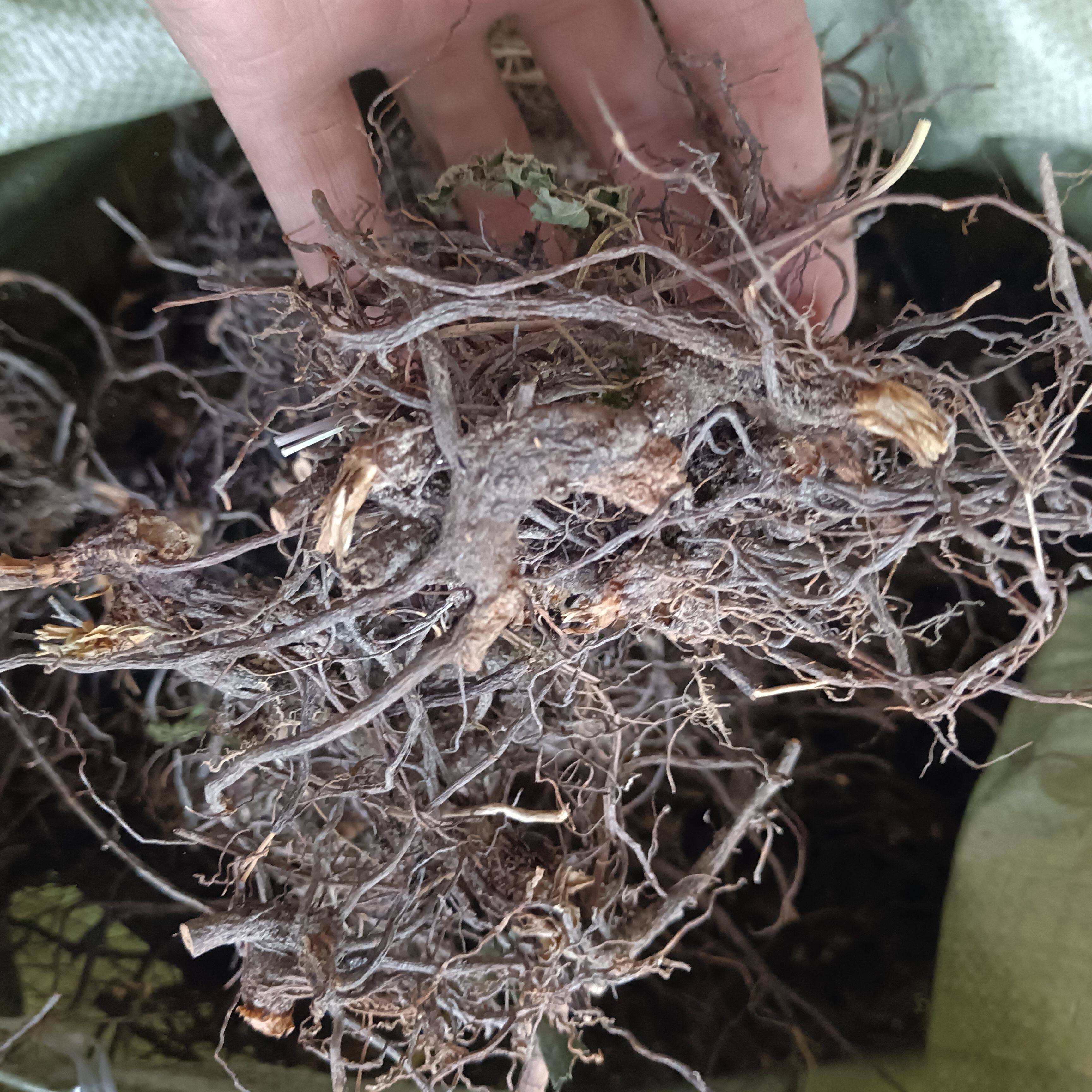 正宗陕西汉中野生仙鹤草根中药材500g龙牙草根整根仙鹤草根无硫图片