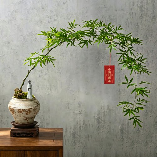 小叶簕竹禅意老桩盆景