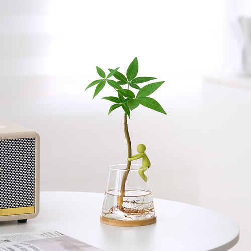 发财树水培盆栽客厅书房桌面办公室内四季懒人好养绿植招财树盆景