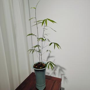 正宗内门竹仙气飘逸灵动茶室四季常青好养绿植禅意盆栽秀气文雅竹