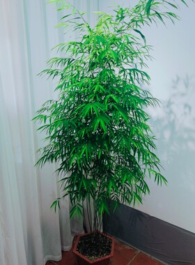 正宗内门竹竹子盆栽室内落地款内门竹客厅大型绿植四季常青好养活