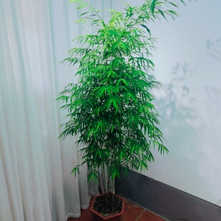 正宗内门竹竹子盆栽室内客厅大型绿植四季常青好养活净化空气植物
