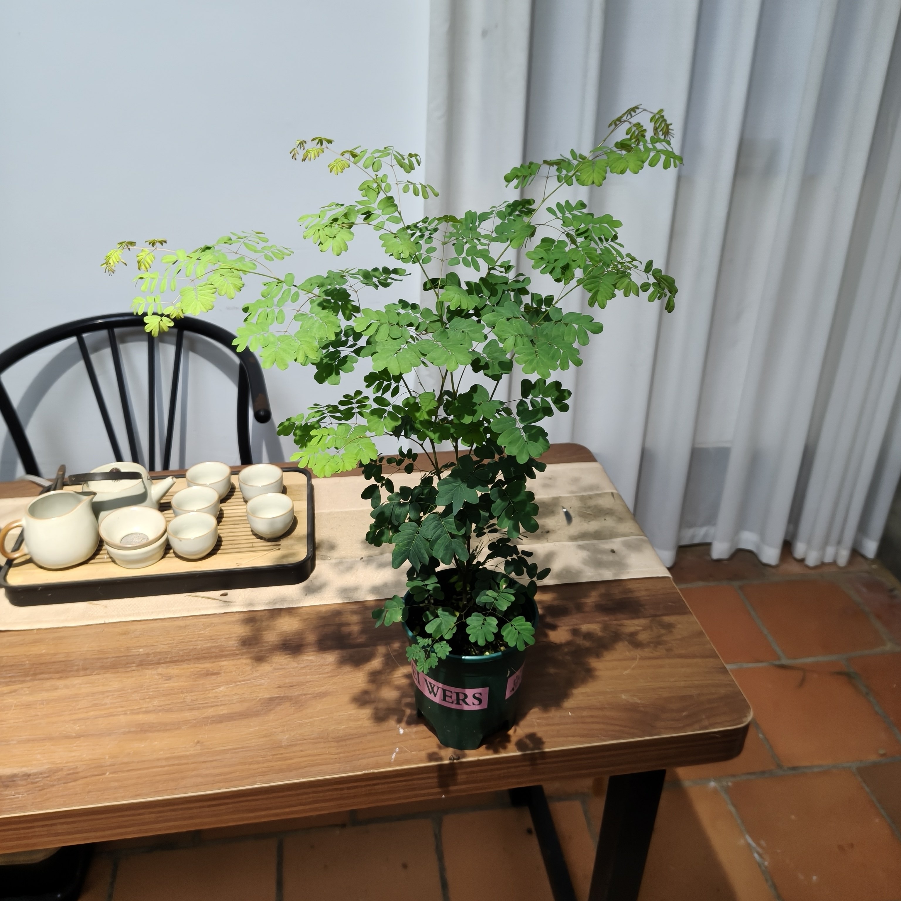 新品正宗铁架木盆栽室内办公桌面绿植巴西铁架子常青净化空气植物