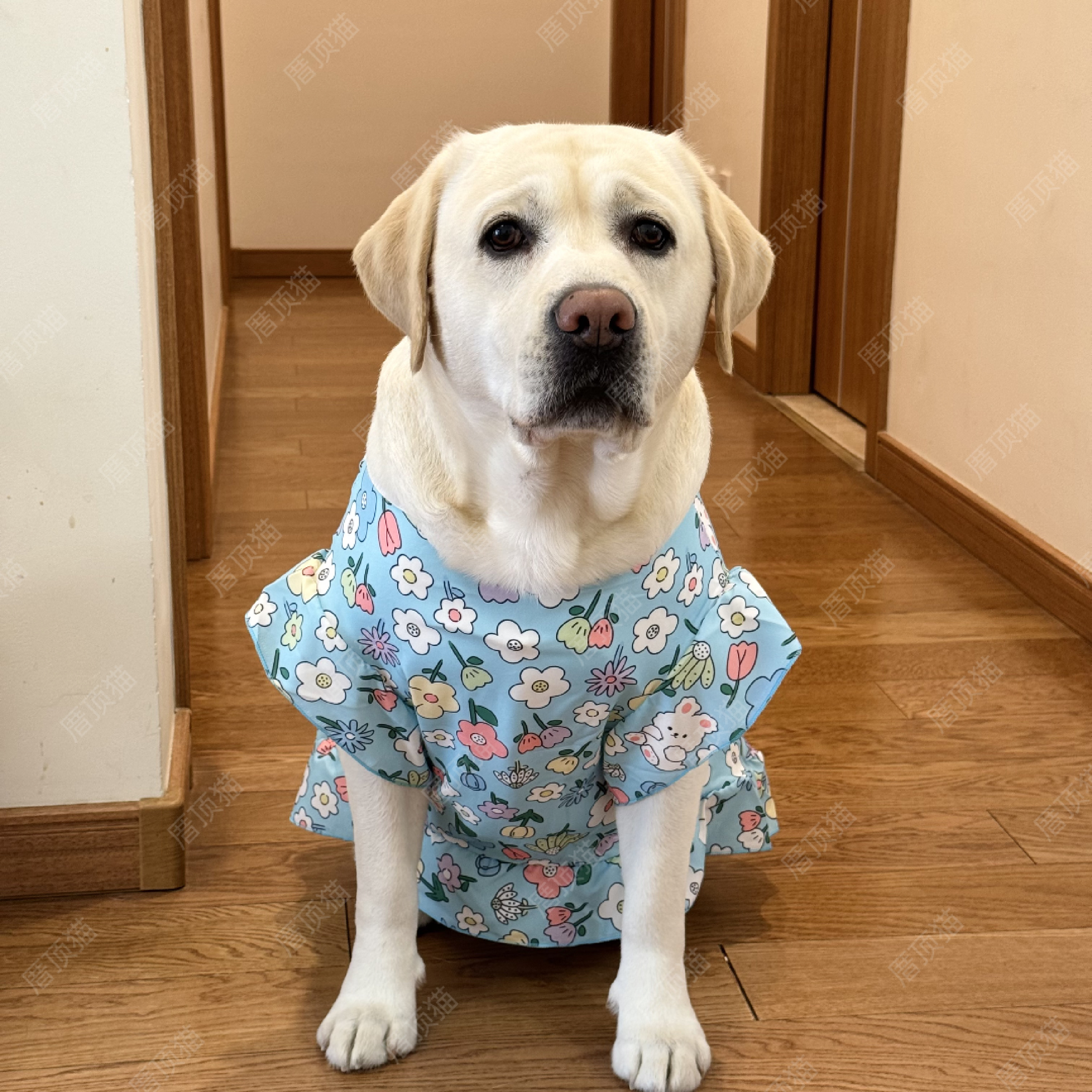 宠物衣服金毛拉布拉多萨摩耶边牧中型大型犬大狗可爱背心防掉毛潮