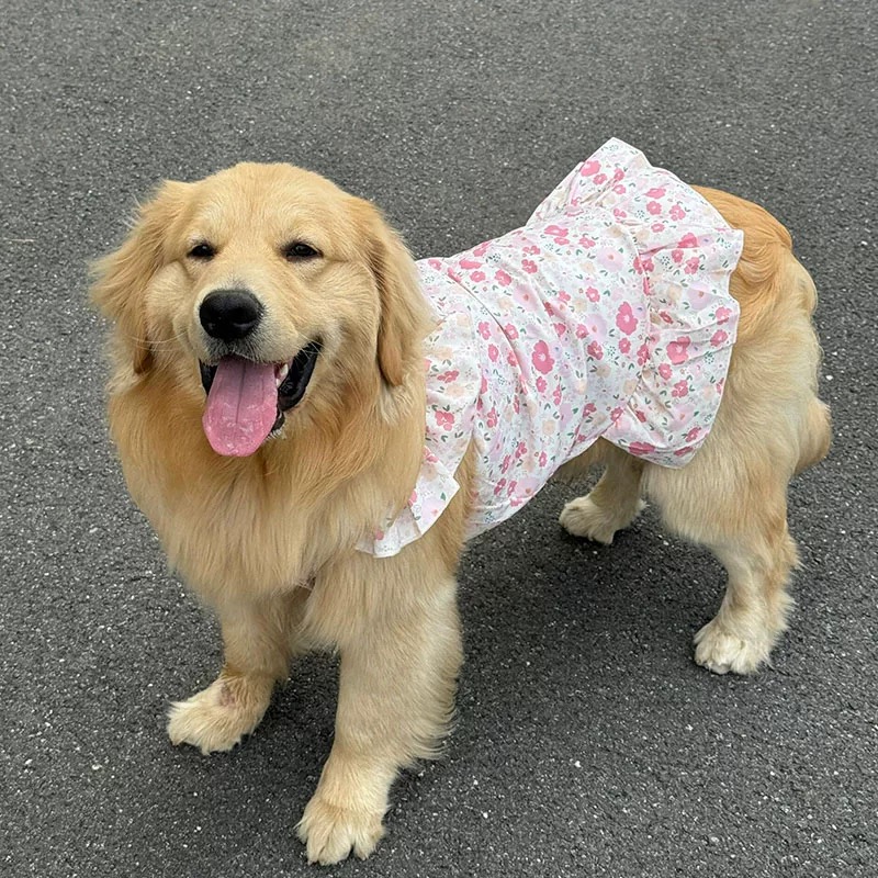 四季拉布拉多狗狗宠物狗衣服金毛萨摩耶边牧大狗中型大型犬公主裙