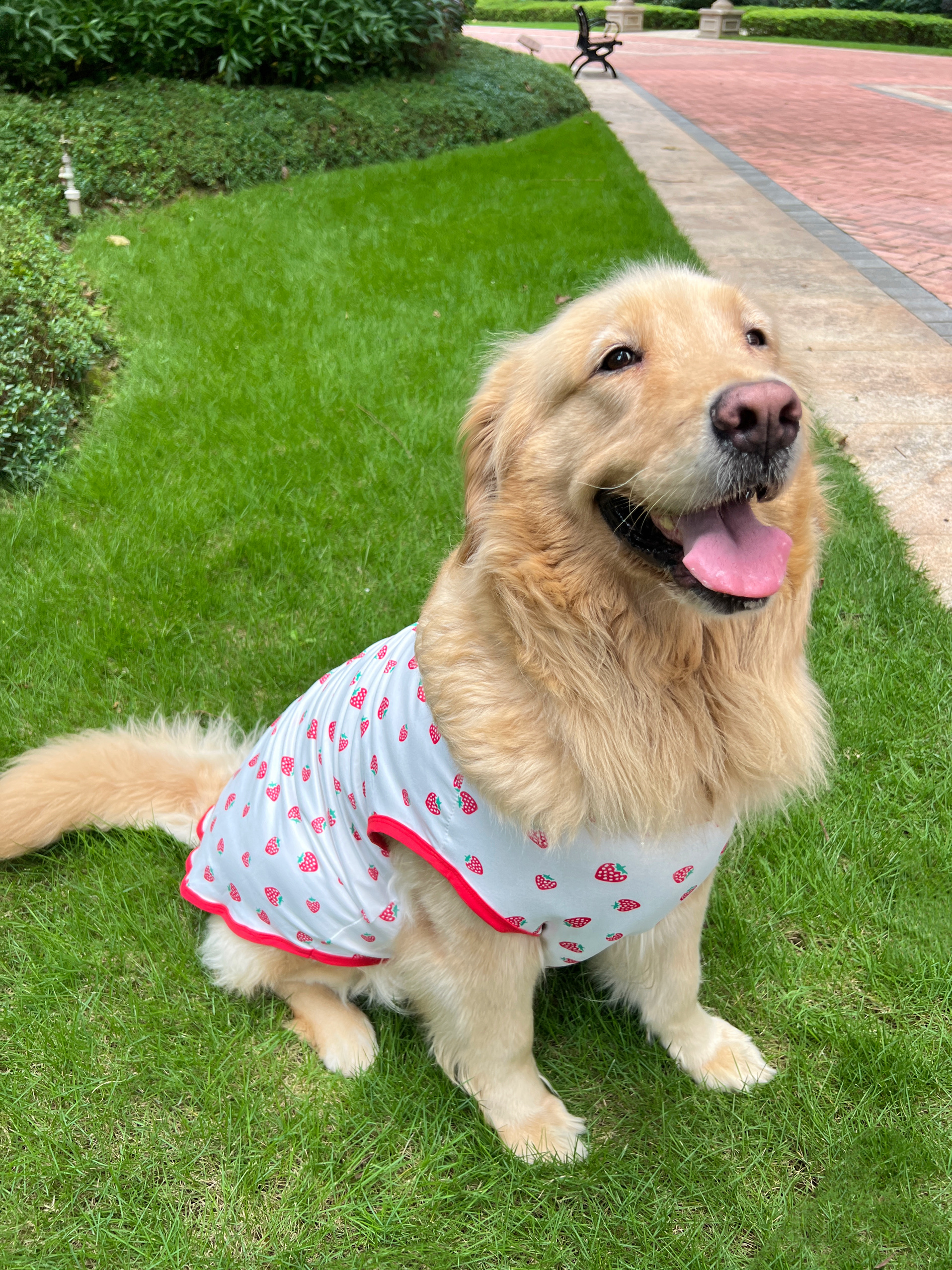 狗狗衣服大型犬夏季潮牌背心拉布拉多金毛萨摩耶边牧杜宾薄款衣服