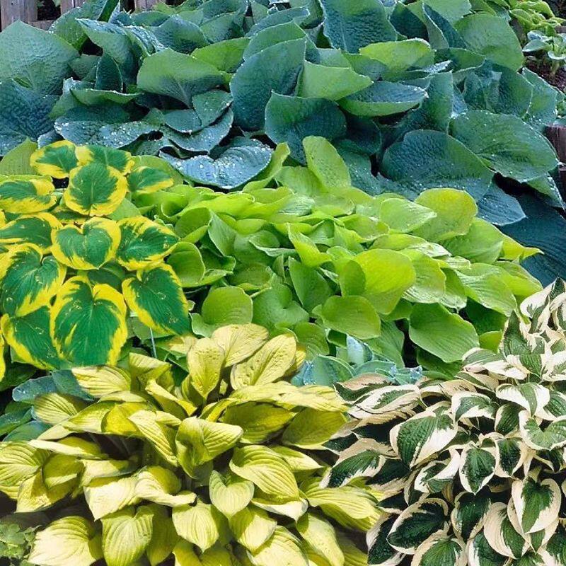 花之町阴生植物玉簪彩色玻璃鳄梨沙拉多年生宿根耐寒耐阴观叶观花