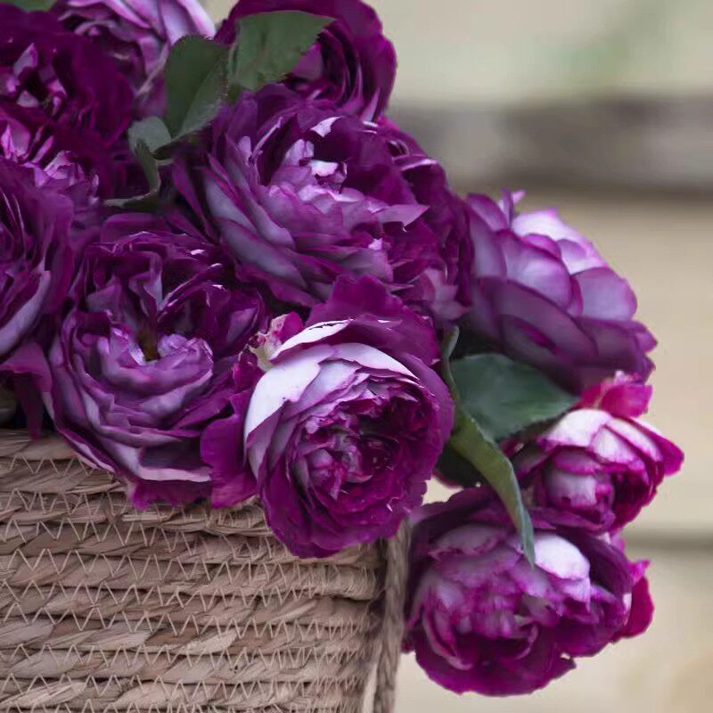 月季花苗大花浓香开花蓝紫色德斯菲尔德院四季盆栽阳台玫瑰