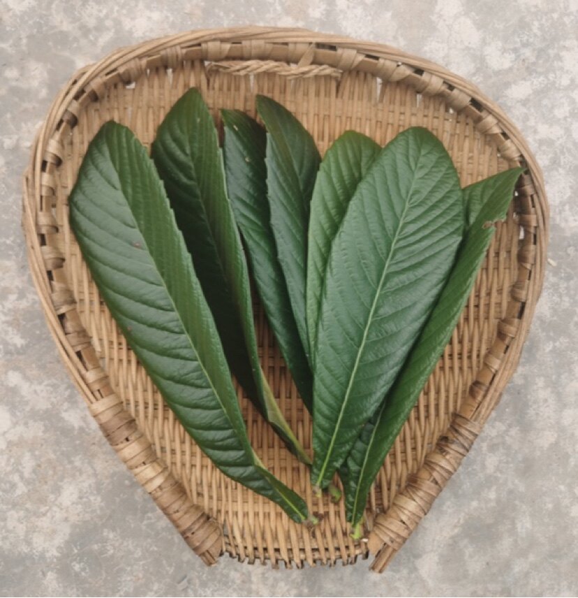 四川深山现摘枇杷叶泡茶泡膏