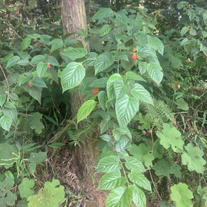 四川三月泡树梅茅莓根中草药红梅消蛇泡簕刺波深山泡酒凤湿山梅枝