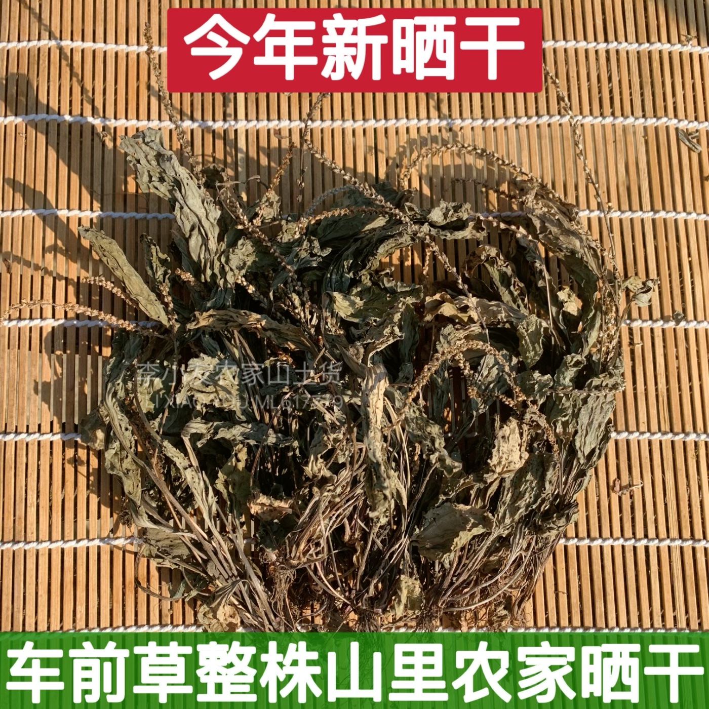 四川车前草纯天然整颗中草药利尿清热车轮菜全株带根干货农家晒干