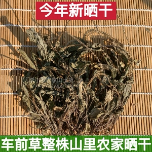 四川车前草纯天然整颗中草药利尿清热车轮菜全株带根干货农家晒干