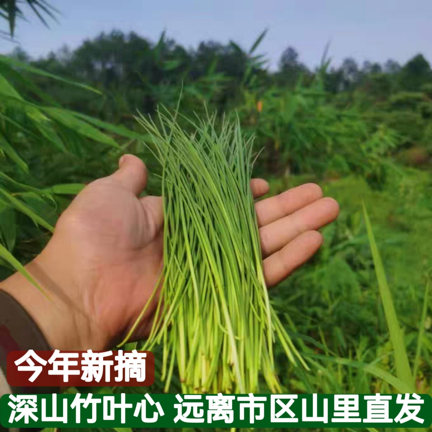2026年新货野生竹叶心四川新鲜竹芯竹子嫩芽卷心竹针中药凉茶晒干