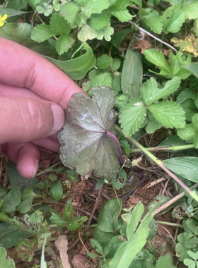 新鲜红马蹄草中草药深山现采红石胡荽大叶天胡菜大雷公根铜钱草