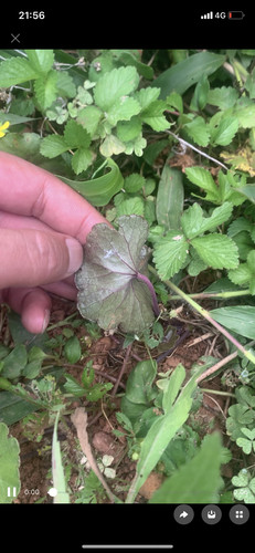 新鲜深山现采红马蹄草