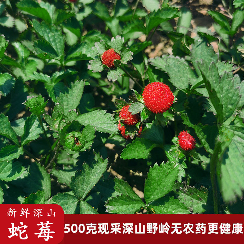 蛇莓草新鲜深山四川蛇泡草和尚头坡三脚虎龙吐珠三爪风中草药地莓