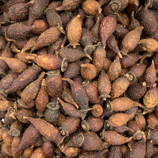 金樱子新鲜果子四川现摘野生刺梨果肉泡茶泡酒中药材料金英子深山