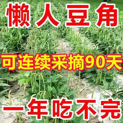 摘不败无架长豆角种子地豆不搭架