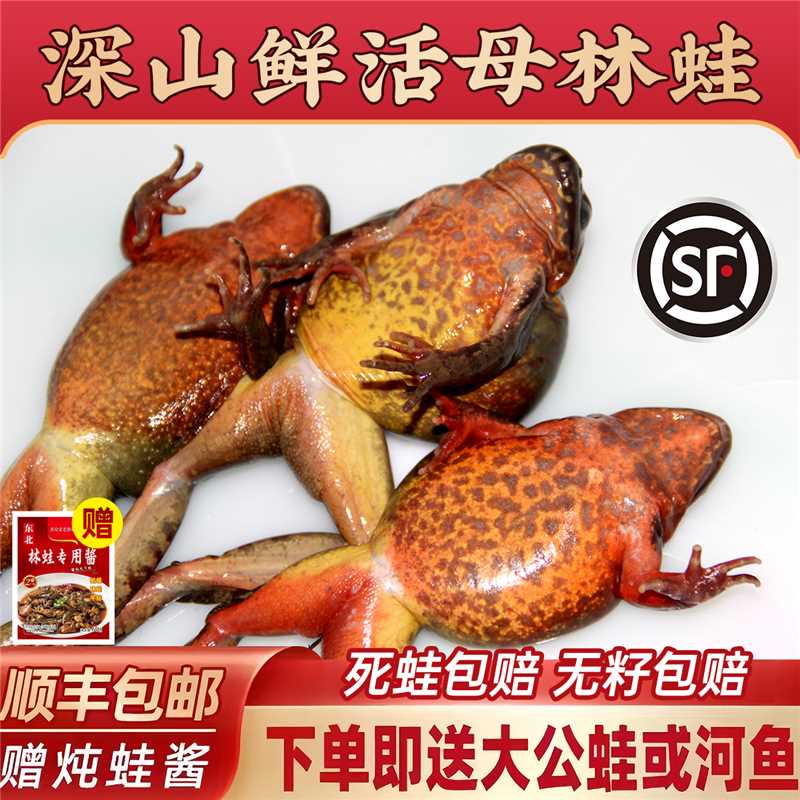 东北林蛙 雪蛤 蛤蟆 母豹子 活体鲜活母豹子哈什蟆哈士蟆满子满油
