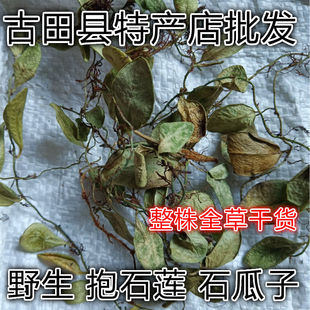 石瓜子 抱石莲 抱树莲 瓜子金 石仙桃 飞连草 中草药干货包邮