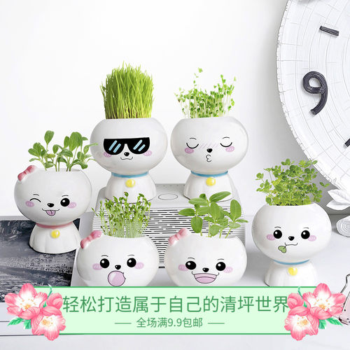 晴天办公室绿植高档包装草娃娃