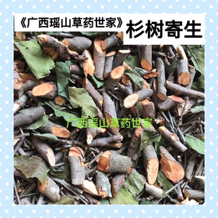 杉树寄生 杉寄生 杉木寄生 深山生长的寄生茶干品500g包邮