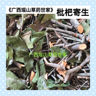 枇杷树寄生 芦橘寄生 金丸寄生 芦枝寄生 干品500g