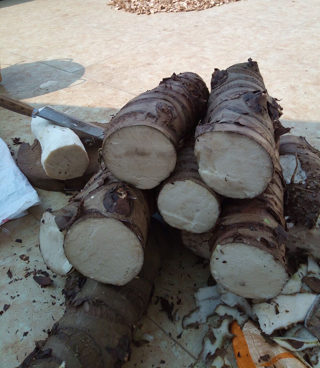 海芋滴水观音木芋头野芋头广东郎独鲜品500克包邮