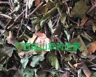 黄荆树寄生干品500克包邮黄惊树寄生