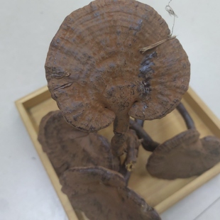 韶关特产整枝带孢子粉灵芝半野生长脚紫灵芝干货