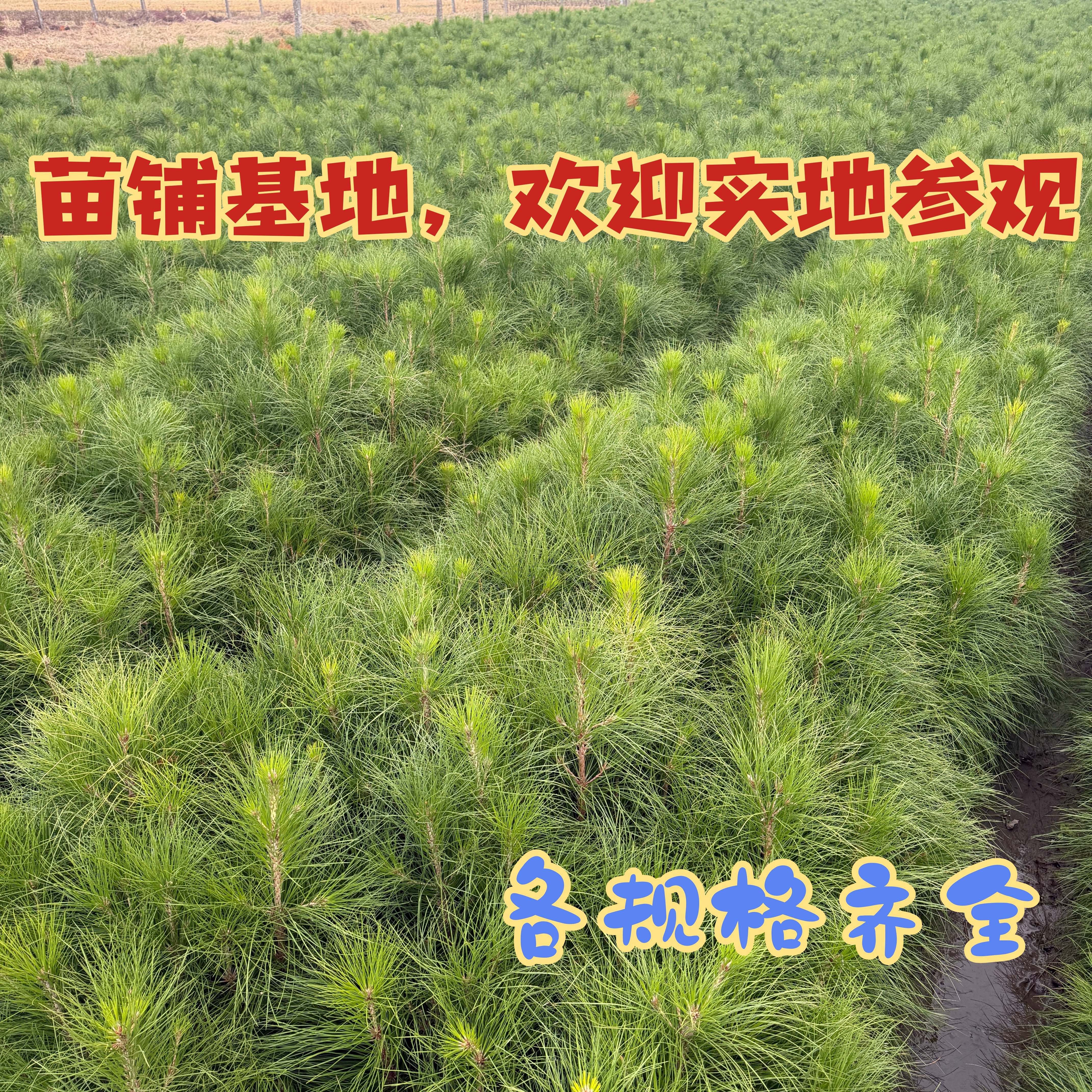 佳木思湿地松树苗-美国割油松绿植园林工程苗