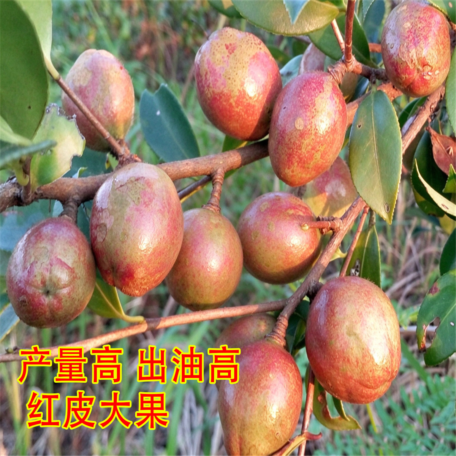 长林53号油茶苗嫁接苗茶籽大果