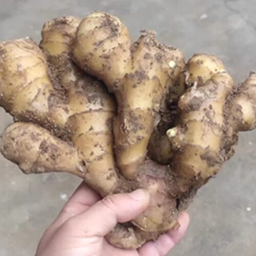 新鲜生姜大姜老姜大块姜大黄姜