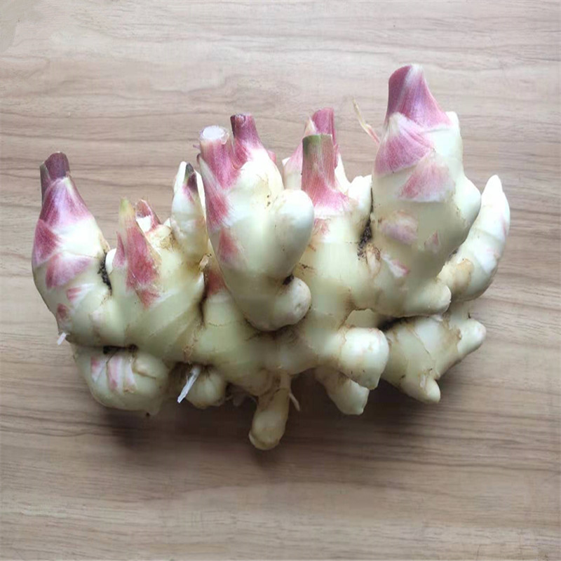 新鲜自家种植腌制泡菜发货嫩姜