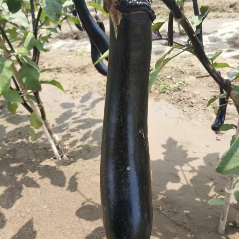 新鲜长茄山东省绿把茄子自家种植线茄子新鲜蔬菜现摘发货5斤包邮