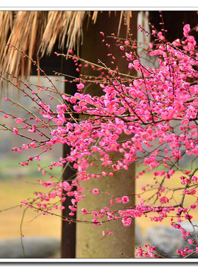 花卉风景客厅书房企业文化海报
