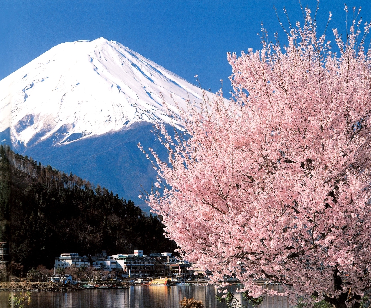 日本风景富士山樱花日式料理寿司店浮世绘餐厅酒店贴画挂画装饰31