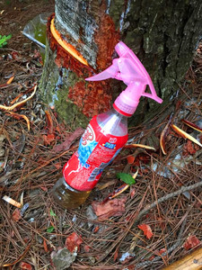 厂价直销桂松牌松树增脂液 促脂剂 双孔喷头  量大优惠 50个包邮