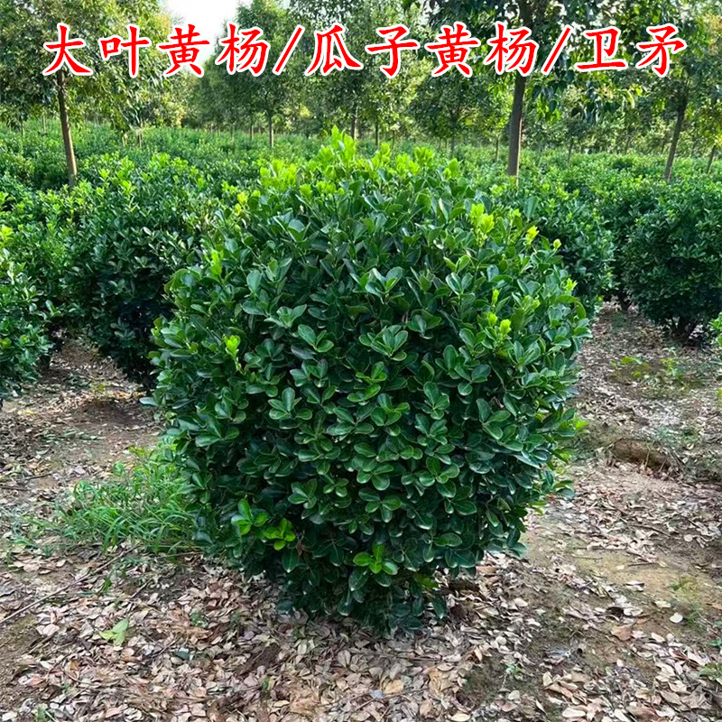 耐寒四季常青大叶黄杨树苗冬青球小叶瓜子黄杨毛球胶东卫矛大小篱