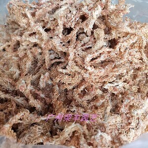智利水苔微景观食虫草国兰蝴蝶兰