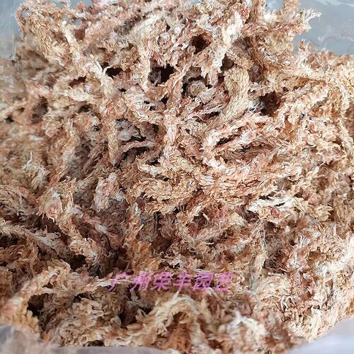 智利水苔微景观食虫草国兰蝴蝶兰