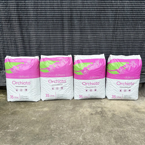 新西兰奥奇亚塔松树皮兰科多肉用