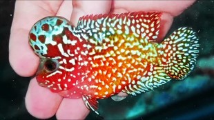 泰国进口罗汉鱼苗金花火凤泰金红德萨起头亚成热带观赏鱼活体包邮