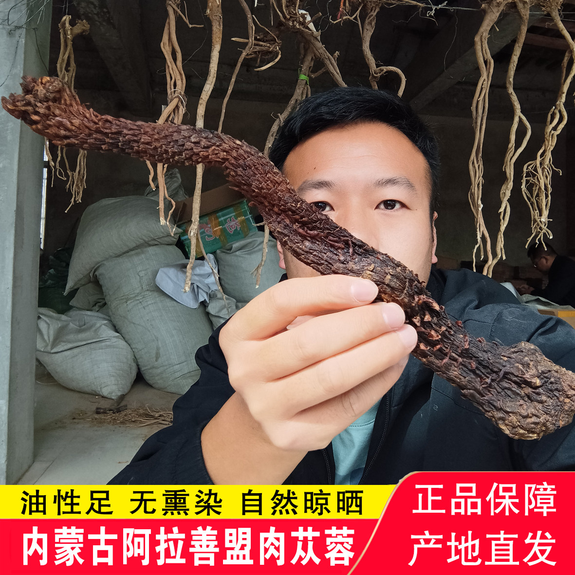 【沙漠肉苁蓉】内蒙古阿拉善盟右旗豆哥油苁蓉整根切片泡水泡酒