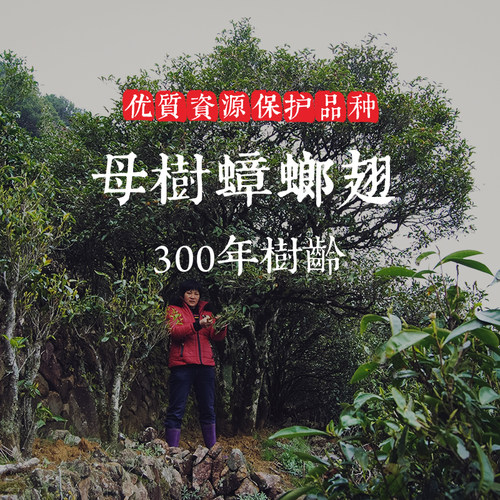 狮头脚母树【蟑螂翅】