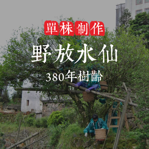 凤凰单丛茶水仙单株采摘